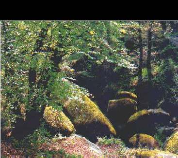 Wald im Finst�re